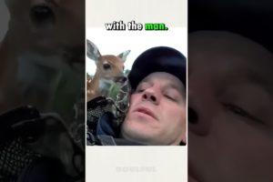 Man Rescues Injured Baby Fawn Deer Becomes Family Member for Life How Cute Awe