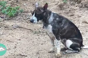 Man rescues stray dogs to give them second chance