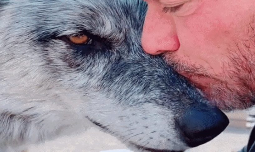 Man rescues wolf. Now they're obsessed with each other.