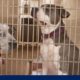 Maui Humane Society racing to rescue missing pets