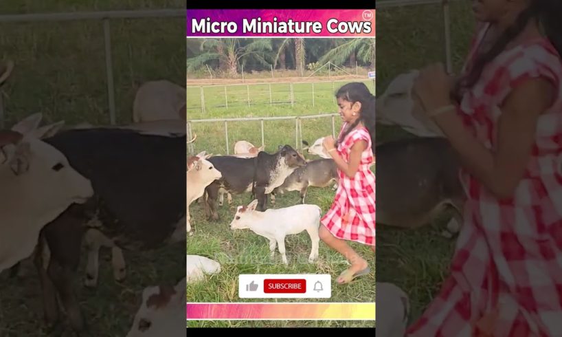 Mini cows playing #video #farming #animals #india #youtube #dance #viral #trending