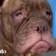 Mire a este perro de refugio con cara triste comenzar a sonreír sin parar | Puro Pitbull | El Dodo