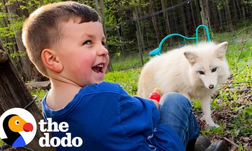 Mom Helps Son Befriend Rescue Fox | The Dodo
