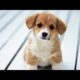 Most Cutest puppies in the world 🐕 | Cute Dogs