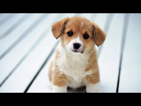 Most Cutest puppies in the world 🐕 | Cute Dogs