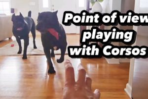 My POV Playing with Cane Corsos #shorts #dog