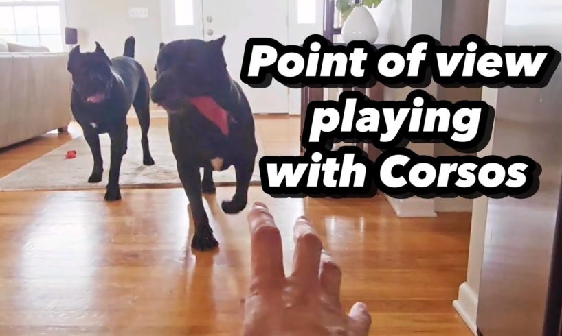 My POV Playing with Cane Corsos #shorts #dog