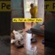 My Pet vs Other Pets || Cute Pets || Funny Dogs || golden Retrievers || #pets #dog