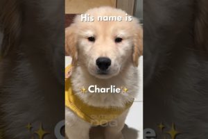 My dog is very brave | Cutest Golden Retriever Puppy #puppy #cutepuppies #goldenretriever #shorts