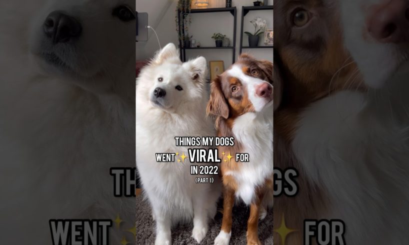 My dogs biggest VIRAL MOMENTS ✨ SO CUTE! #dog #cuteanimals #australianshepherd #samoyed #puppy