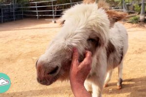 Neglected Donkey Came With A Baby Surprise | Cuddle Buddies