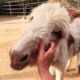 Neglected Donkey Came With A Baby Surprise | Cuddle Buddies