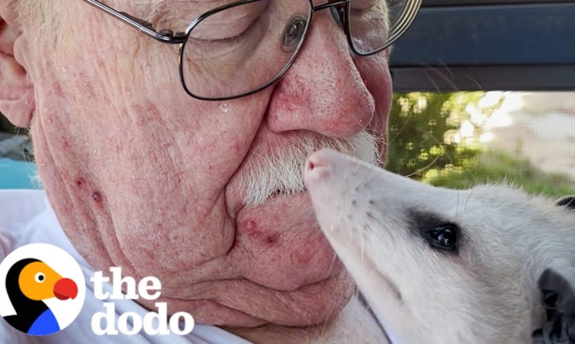 Opossum Can't Stop Slubbing His Mom | The Dodo