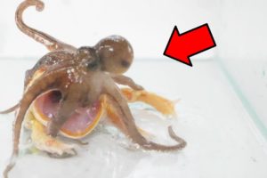 Pacman Frog VS Octopus【WARNING LIVE FEEDING】