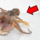 Pacman Frog VS Octopus【WARNING LIVE FEEDING】