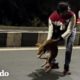 Perro inmóvil en la carretera es un milagro viviente | Dodo Héroes | El Dodo