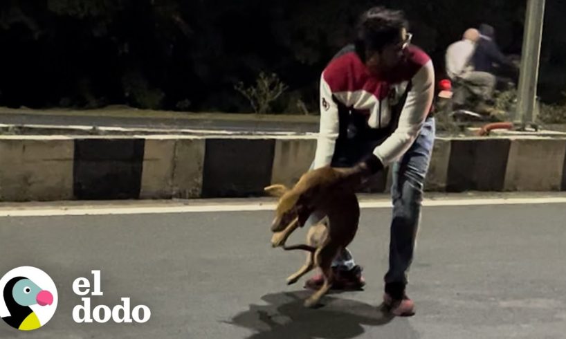 Perro inmóvil en la carretera es un milagro viviente | Dodo Héroes | El Dodo