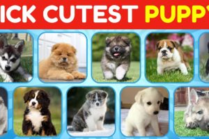 Pick Cute Puppies Edition - Which Puppy Is The Cutest?