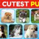 Pick Cute Puppies Edition - Which Puppy Is The Cutest?