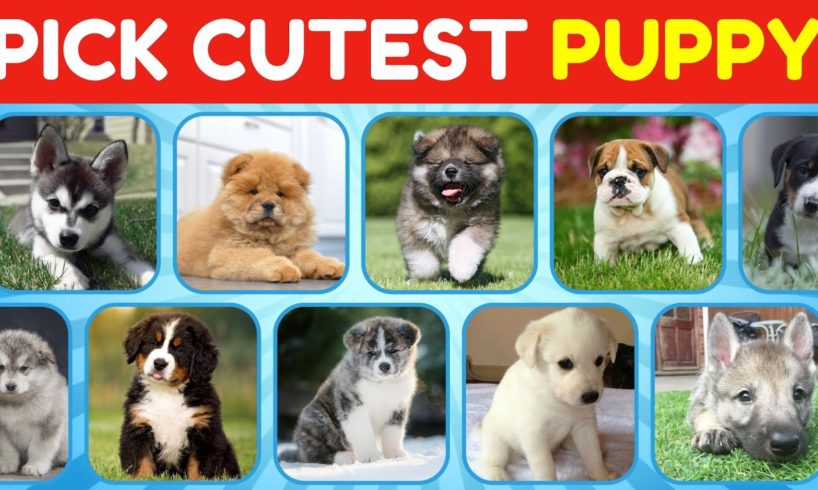 Pick Cute Puppies Edition - Which Puppy Is The Cutest?