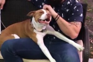 Pit Bull Takes Over a Couple’s Truck and Makes Them Adopt Him