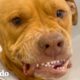 Pitbull asustada y gruñona se transforma en la más amorosa | ¡Adóptame! | El Dodo