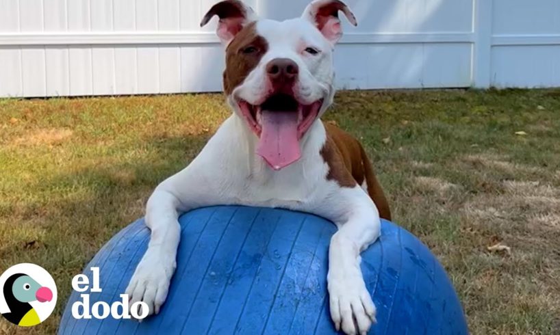 Pitbull está obsesionada con una pelota gigante | Puro Pitbull | El Dodo