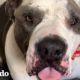 Pitbull que ha estado en el refugio durante un año consigue un hogar | ¡Adóptame! | El Dodo