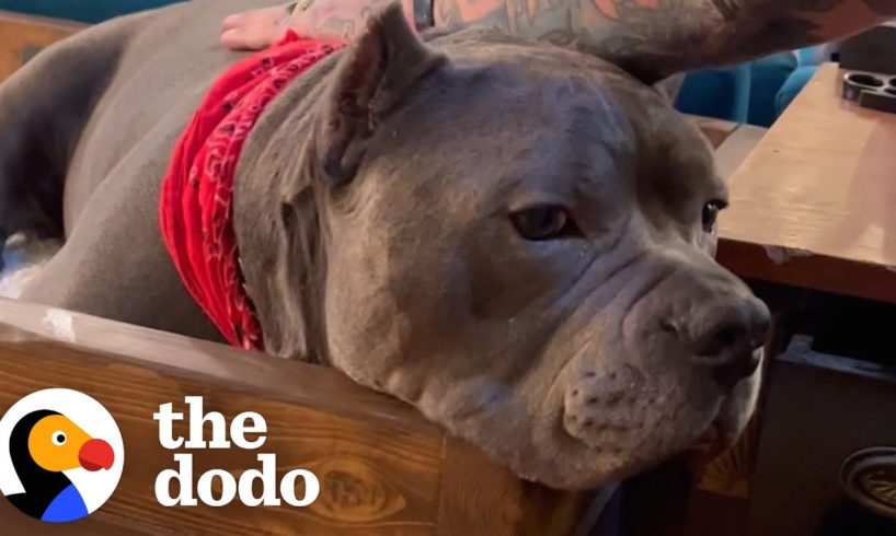 Pittie Who Was Scared Of Men Becomes Velcro To His Dad | The Dodo