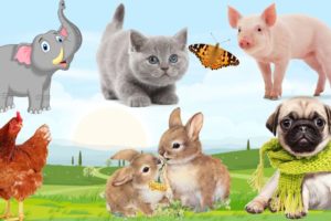 Playing with friends: Dogs, Cats, Chickens, Ducks, Rabbits... Funny animals