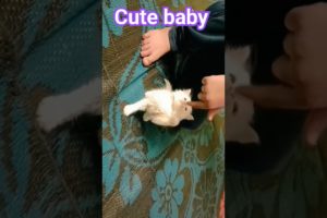 Playing with our humans is the best thing#cats#cat#dog #animals #kitten#pets #new #video #love #like