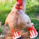 Pollo pequeño aprende a caminar usando botas | El Dodo