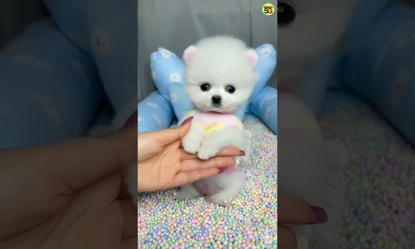 Pomeranian Puppie | Cute dog | Teacup dog | Pocket dog | cute puppy | Pomeranian dog price #shorts