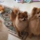 Pomeranian cute puppy Barking puppies cutest dogs