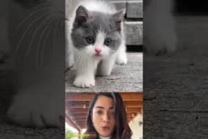 Pooja Hegde reacting a beautiful moments of puppies and kitten 🐾😻 #97 #cute #animals #shorts #kitten