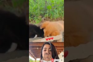 Pooja Hegde reacting amazing beautiful moments couple puppies #cute #shorts #pooja #cat #animals