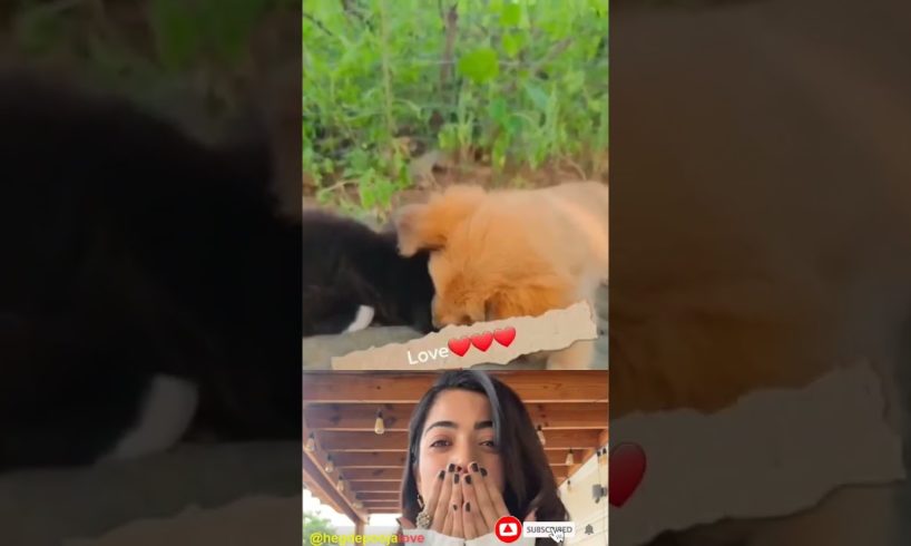 Pooja Hegde reacting amazing beautiful moments couple puppies #cute #shorts #pooja #cat #animals