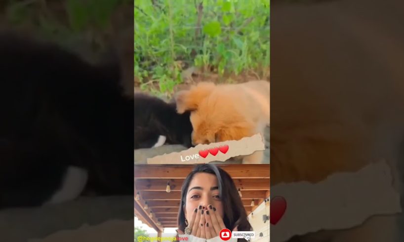 Pooja Hegde reacting amazing beautiful moments couple puppies #cute #shorts #pooja #cat #animals