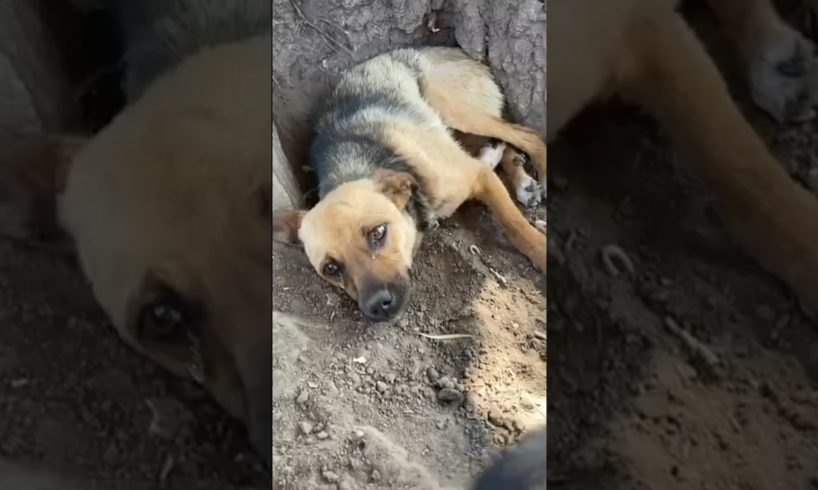 Poor Sick Dog Was Left To Suffer Severely Pains Alone