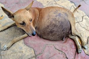 Pregnant Mother Dog Victim of a Road Accident, All The Pups Died in the Belly.