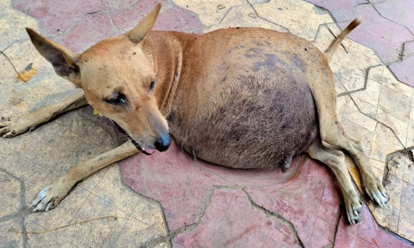 Pregnant Mother Dog Victim of a Road Accident, All The Pups Died in the Belly.