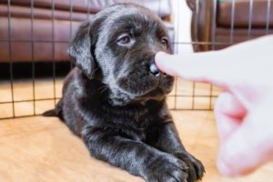Puppies get BOOPED for the First Time!!