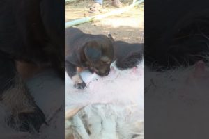 Puppies suckle  #dogs   #puppy  #dogs #dog #cute #shorts76#tik tok  #dogs  #the_rott2 #2023shorts