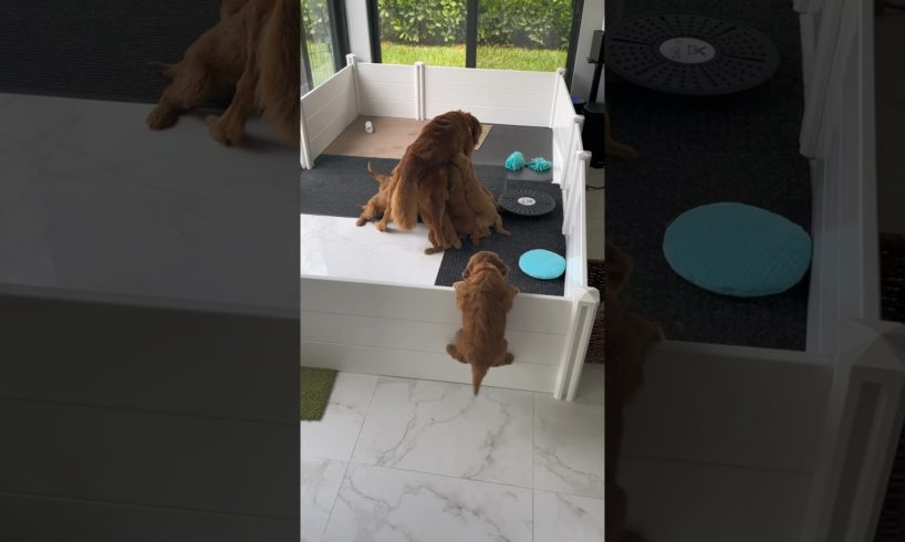 Puppy doesn’t want to be left out of breakfast! #goldendoodle #puppies #cute