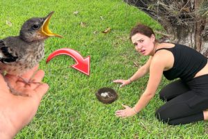 RESCUED! BABY BIRD FOUND ALL ALONE!