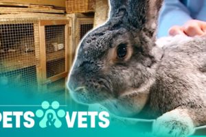 RSPCA Go After Hoarder Who Has 40 Rabbits Living In Awful Conditions | Animal Rescue | Pets & Vets