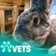 RSPCA Go After Hoarder Who Has 40 Rabbits Living In Awful Conditions | Animal Rescue | Pets & Vets