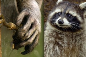 Racoon Demonstrates Problem Solving Skills | Earth Unplugged