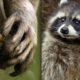 Racoon Demonstrates Problem Solving Skills | Earth Unplugged