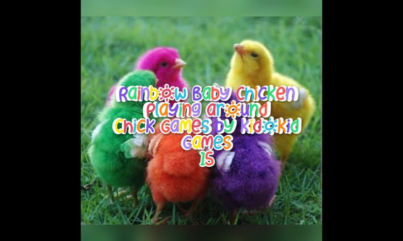 Rainbow Baby Chicken | Love animal | Colours chick | Playing game with animals | color chick video